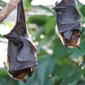 Symbolique de la chauve-souris