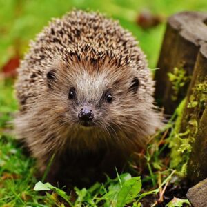 Hérisson - animal totem