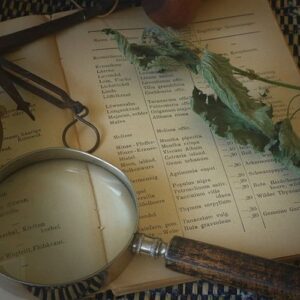 Petit glossaire d'herbes pour la sorcellerie