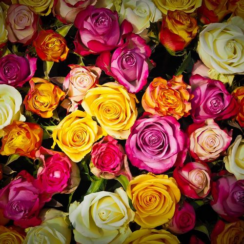 La signification de 10 couleurs de roses différentes + quand les offrir