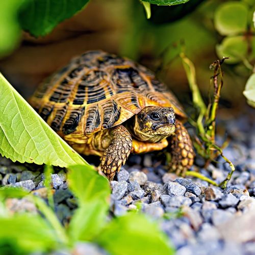 Tortue Esprit Animal