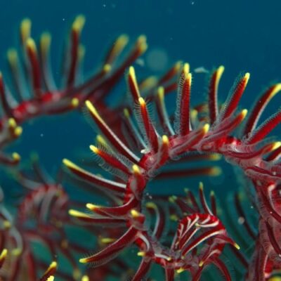 Diverses variétés de corail naturel rouge, noir, rose et blanc illustrant leurs vertus en lithothérapie et protection.