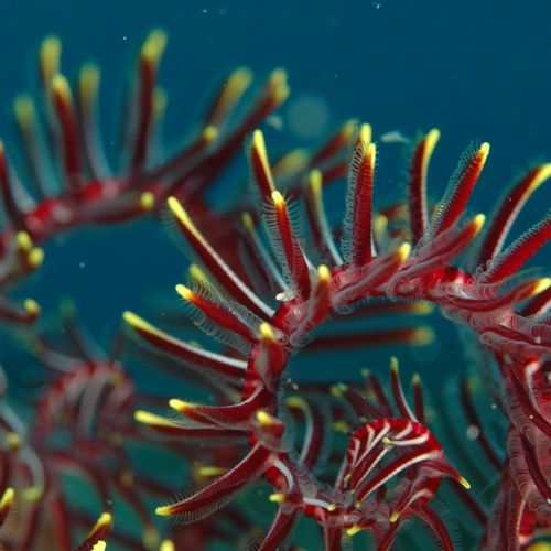 Diverses variétés de corail naturel rouge, noir, rose et blanc illustrant leurs vertus en lithothérapie et protection.