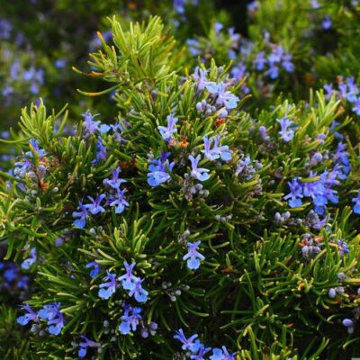 Buisson de romarin frais en fleurs sous le soleil avec ses feuilles en aiguilles.