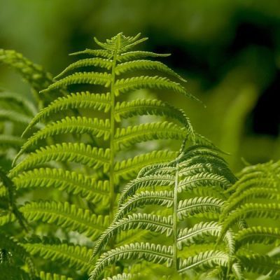 Gros plan sur une crosse de fougère dans une forêt mystérieuse, symbolisant les légendes et la magie végétale.