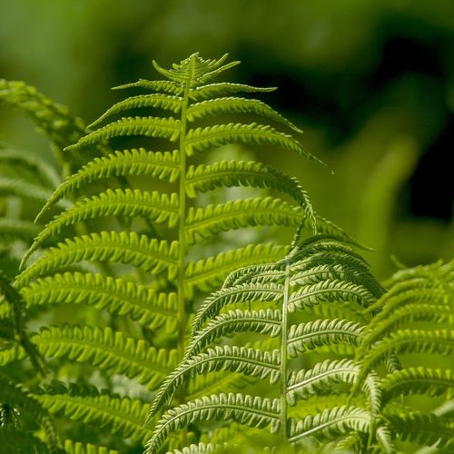 Gros plan sur une crosse de fougère dans une forêt mystérieuse, symbolisant les légendes et la magie végétale.