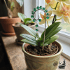 Mini tuteur pour plante Naria avec cristaux verts facettés en forme de goutte, attrape-soleil décoratif pour pot de fleurs intérieur.